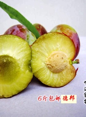 2026天水秦安老品种玉黄新鲜李子果园成熟现摘现发宏果源净重6斤