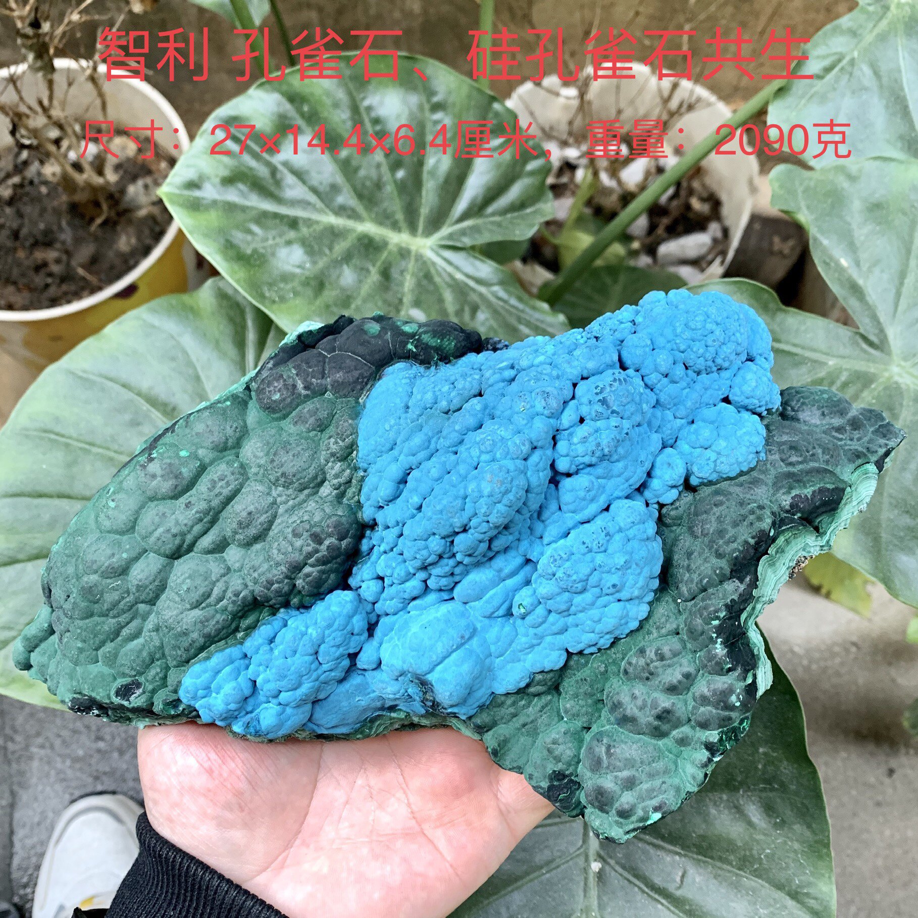 智利硅孔雀石天然矿物晶体标本矿石原石收藏石头摆件地质科普E18