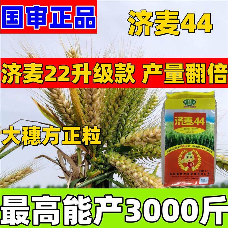 【】济麦44国审高筋小麦种子原装正品分蘖性强抗冻抗旱抗倒伏怎么样,好用不?