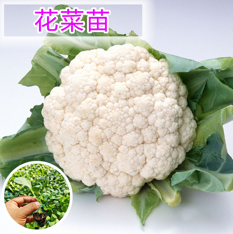 花菜苗菜花苗白菜西兰花菜种苗批种苗/半成品盆栽