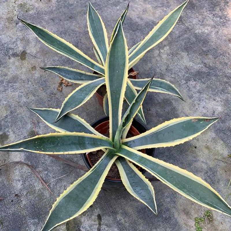 药用带刺金边龙舌兰药用带刺金边