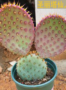 稀缺品种多肉仙人掌开花圣丽塔紫色仙人掌多肉植物防辐射庭院植物