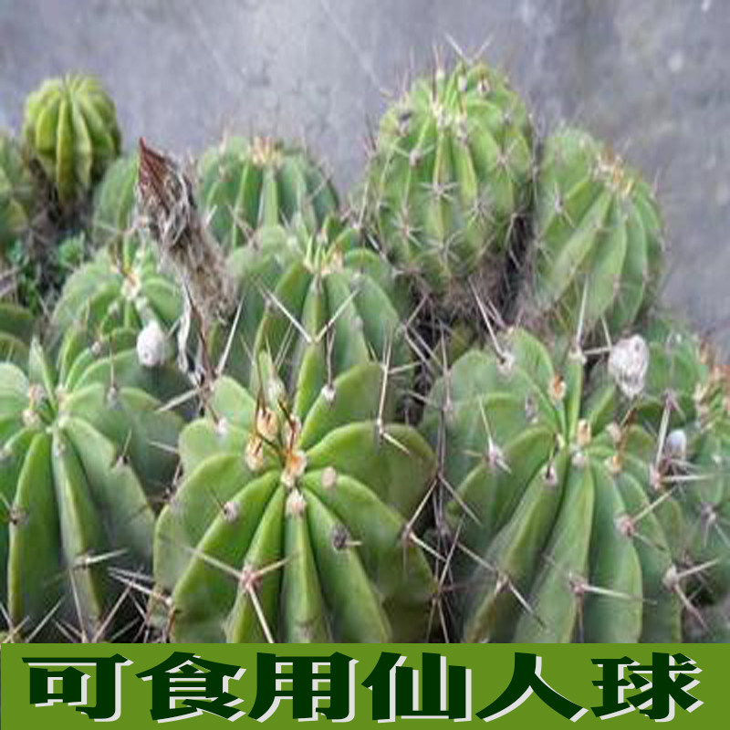 仙人球可食用可以开花的仙人球 多肉植物 草球可食用仙人球可药用