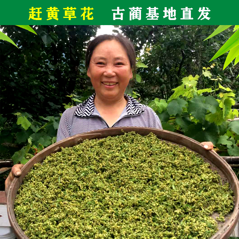 产地直发赶黄草花正品特级护肝茶