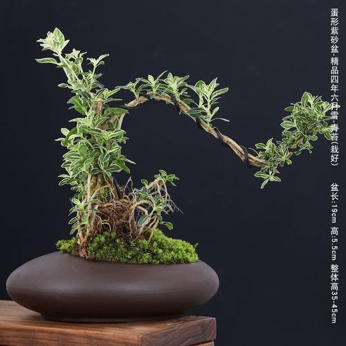 提根六月雪盆景白花飘枝造型实物禅意老桩桌面盆景带盆栽好小盆栽