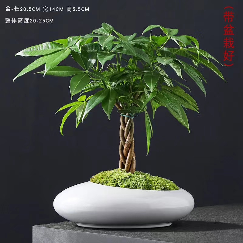 五编发财树室内去甲醛带盆栽好