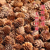 落叶松花小松果装 饰松塔野生儿童手工创意手工diy幼儿园摆件材料