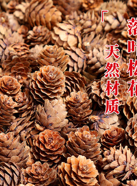落叶松花小松果装饰松塔野生儿童手工创意手工diy幼儿园摆件材料