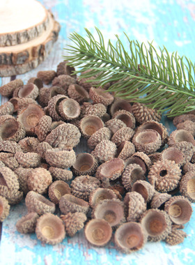 橡果壳果实装饰diy手工制作幼儿园环创材料摆件干橡树果松果干花