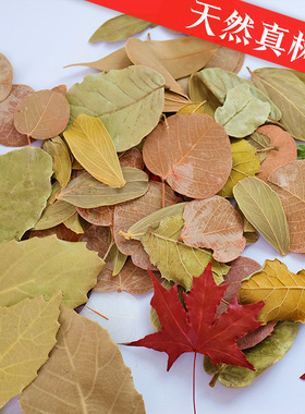 天然树叶干花叶子书签植物拼贴画标本拍摄道具背景幼儿园diy枯叶