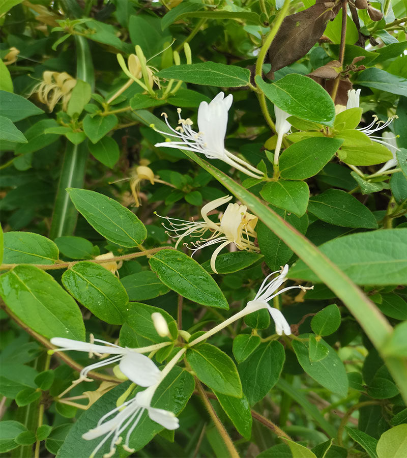 金银花树苗白花 黄花小苗 树桩多花香花苗包邮现挖