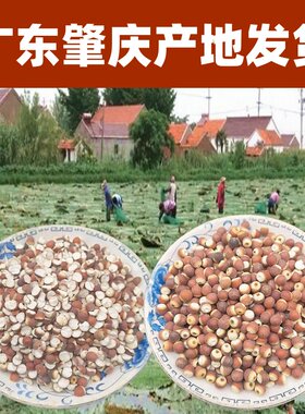 多种规格广东肇庆正宗产地芡实