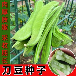 巨型大刀豆种子老品种高产农家大豆角大扁豆大巴豆巴西豆蔬菜种籽