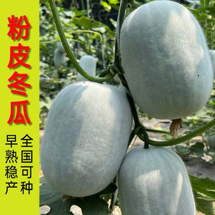 满地爬粉皮冬瓜种子春夏老品种早熟大冬瓜种籽农家肉厚白冬瓜种子