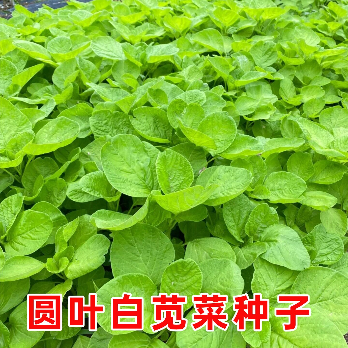 老品种白苋菜种子四季青圆叶苋菜