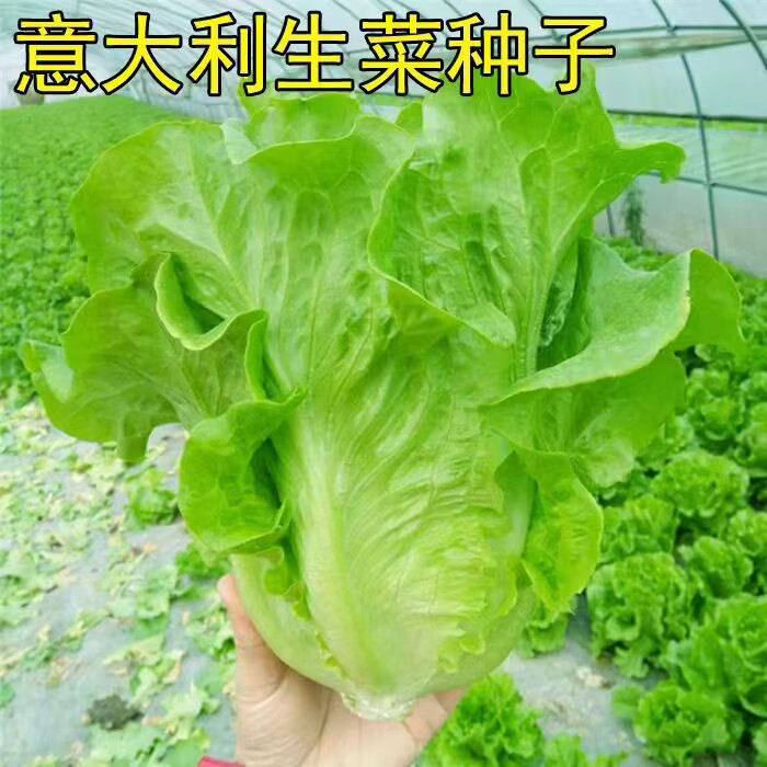 耐抽苔意大利生菜种子耐冬耐冻生菜种籽生吃甜脆冬季菜种高产抗冻
