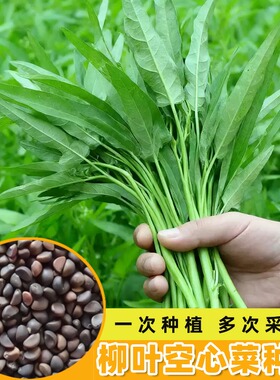 柳叶空心菜种子四季蔬菜种子高产蕹菜种籽速生青梗三叉通心菜种籽
