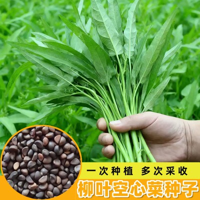 柳叶空心菜种子四季蔬菜种子高产