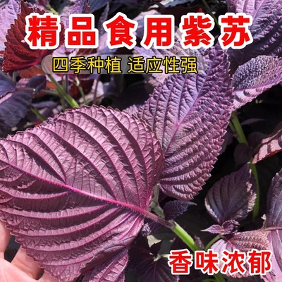 紫苏种子可食用双面红大叶紫苏