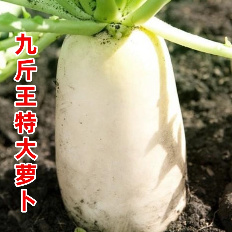 春不老迟萝卜九斤王大白萝卜种子