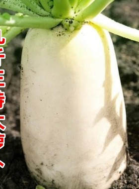 春不老迟萝卜九斤王大白萝卜种子脆口不空心秋播农家庭院蔬菜种籽