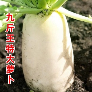 春不老迟萝卜九斤王大白萝卜种子脆口不空心秋播农家庭院蔬菜种籽