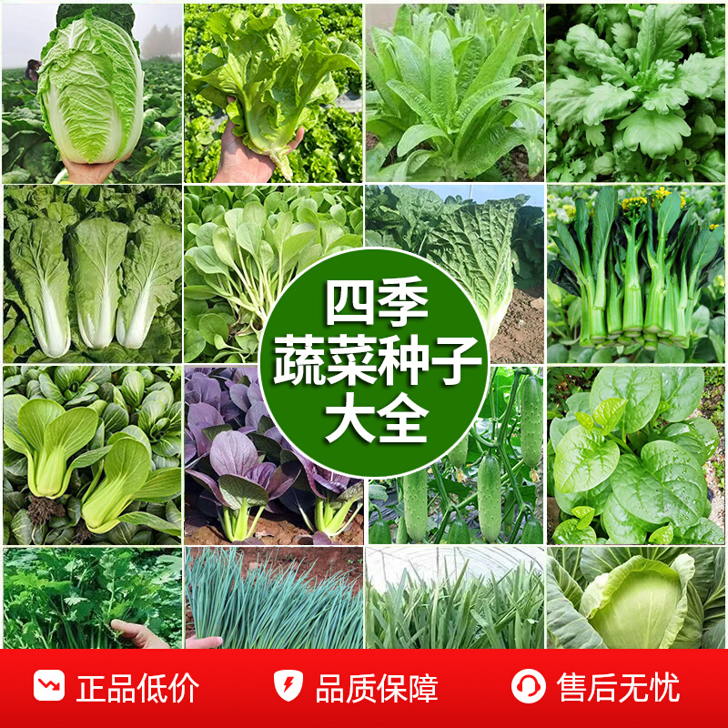 四季播蔬菜种子大全庭院香菜生菜草莓辣椒上海青阳台盆栽萝卜籽,农用物资,蔬菜种子/种苗,淘宝优惠券,粉丝福利购,淘宝优惠卷