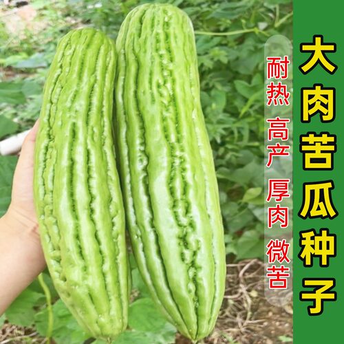 广东本地大肉苦瓜种子特大四季播