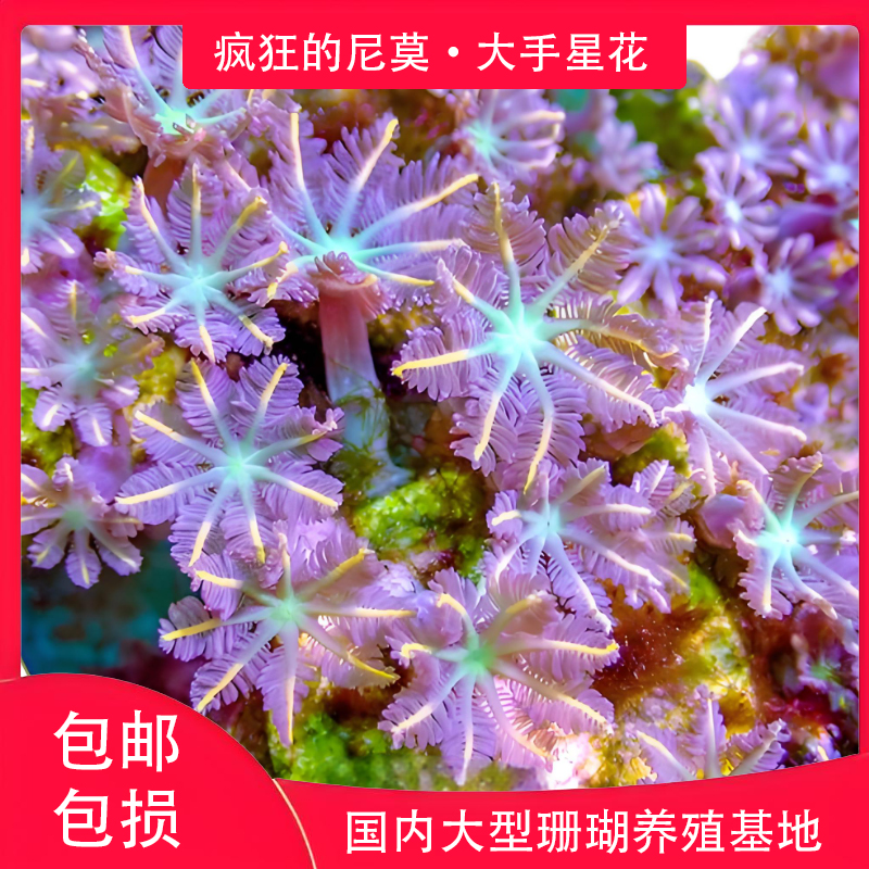 金边大手星花LPS珊瑚易繁殖