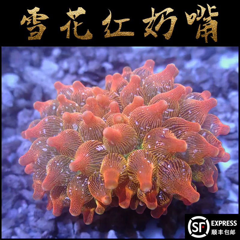 雪花红奶嘴海葵小丑鱼伴侣