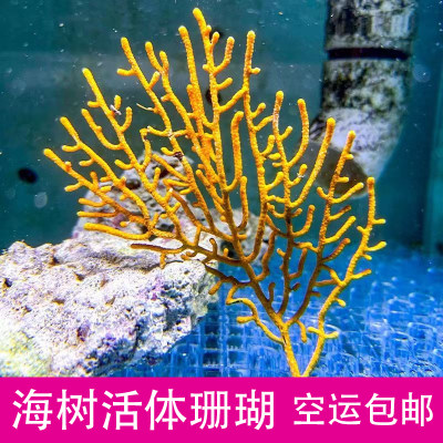 海树海柳珊瑚珊瑚缸活体