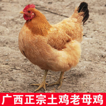 广西正宗土鸡农家散养老母鸡老鸡走地鸡跑山农家月子鸡草鸡农村鸡
