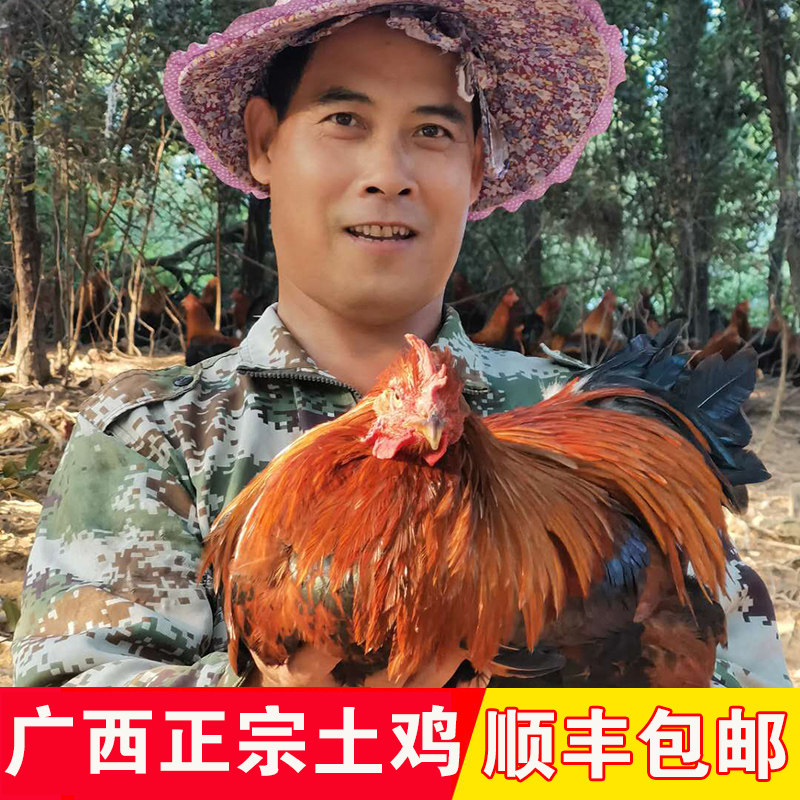 正宗土鸡广西农家散养阉鸡走地竹林广东清远跑山脆皮整只新鲜现杀