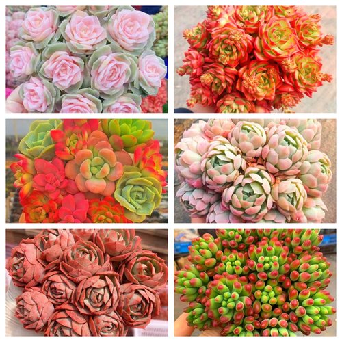 MS 12-23满满一大箱，全部挑好的发，6个带盆土，云南基地发。