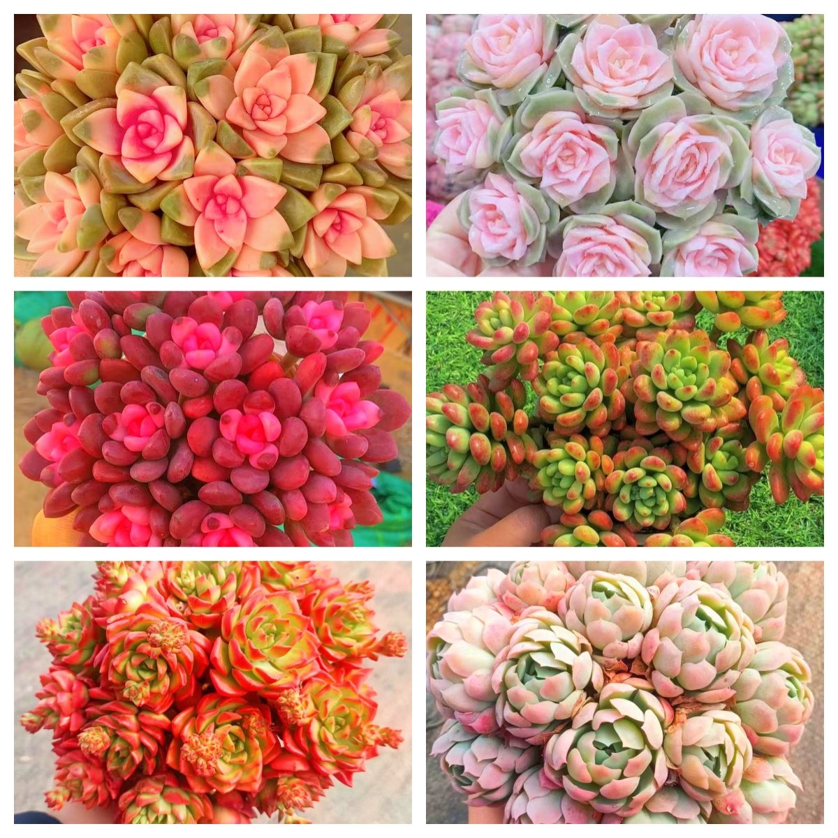 MS 多肉满满一大箱，6个带盆土，好看好养云南基地发。,鲜花速递/花卉仿真/绿植园艺,多肉植物,淘宝优惠券,粉丝福利购,淘宝优惠卷