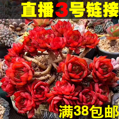 Âú38Ôª°üÓÊ Ö±²¥3ºÅ Ëù¼û¼´ËùµÃ ¶àÈâÖ²Îï´«ÆæÔ°ÒÕà½à½ 1ÔªÅú