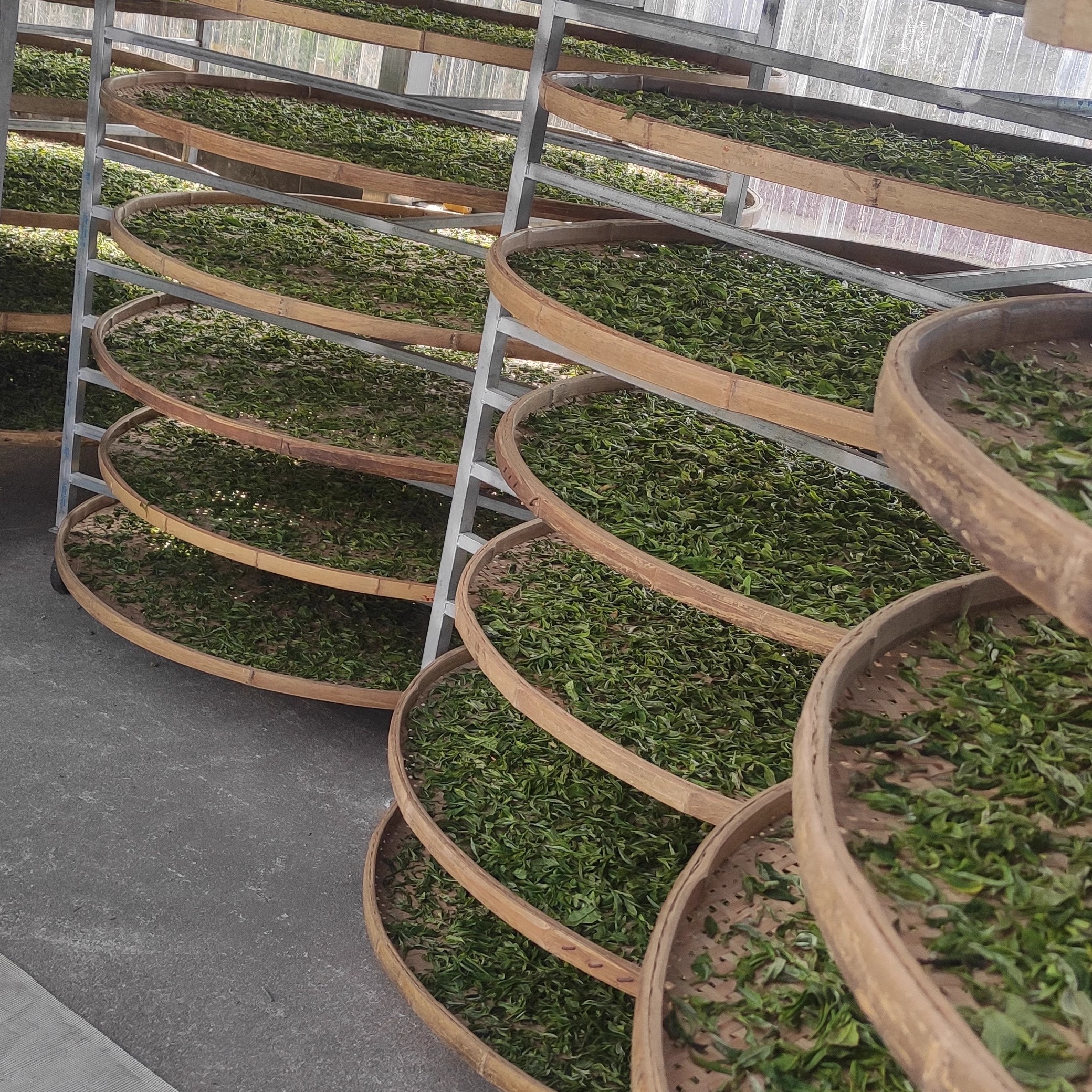 云南野白芽芽白茶月光白贡眉花香250克