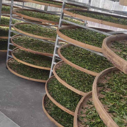 云南野白芽芽白茶月光白贡眉花香250克