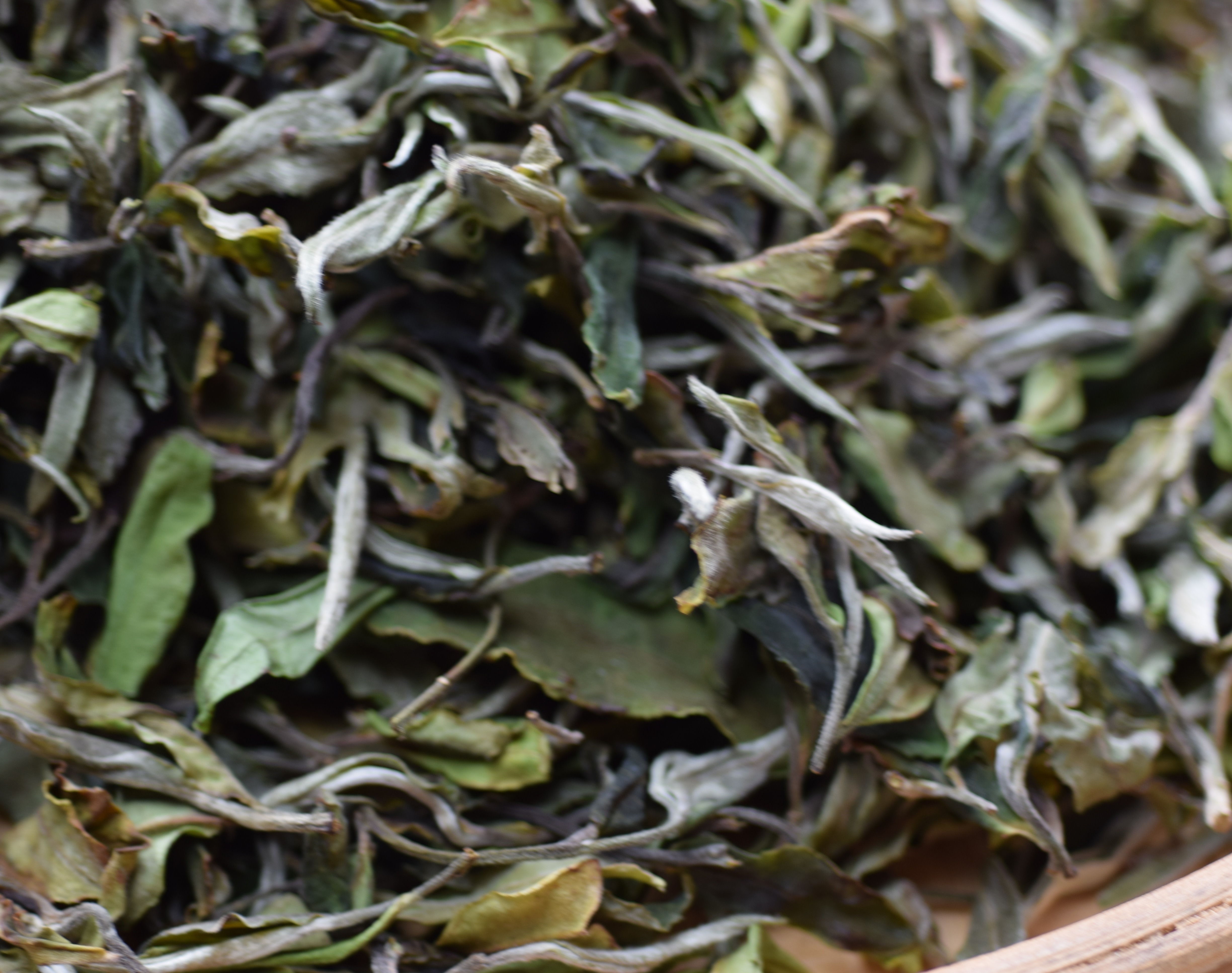 云南大叶种白茶老品种白茶月光白寿眉白一斤500克
