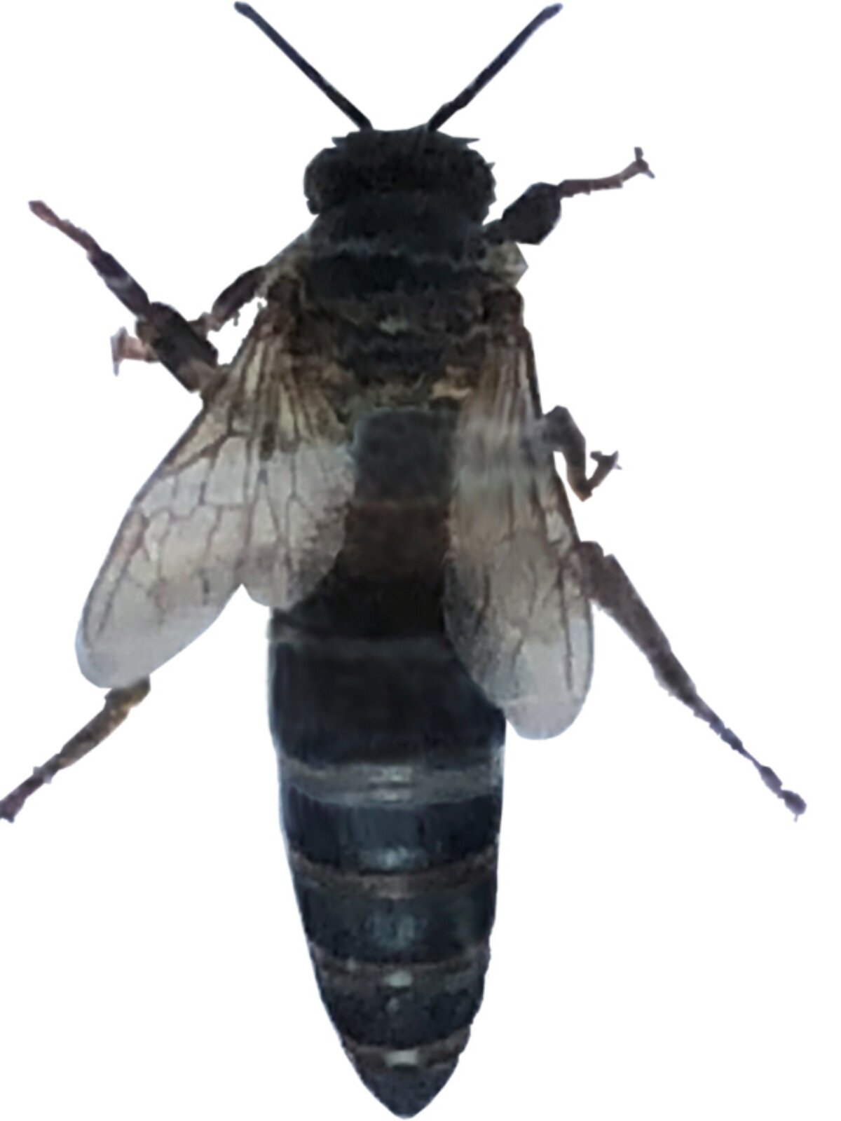 蜂王中蜂开产新王中蜜蜂活群笼蜂高产四川黑麻王阿坝中蜂蜂王种王