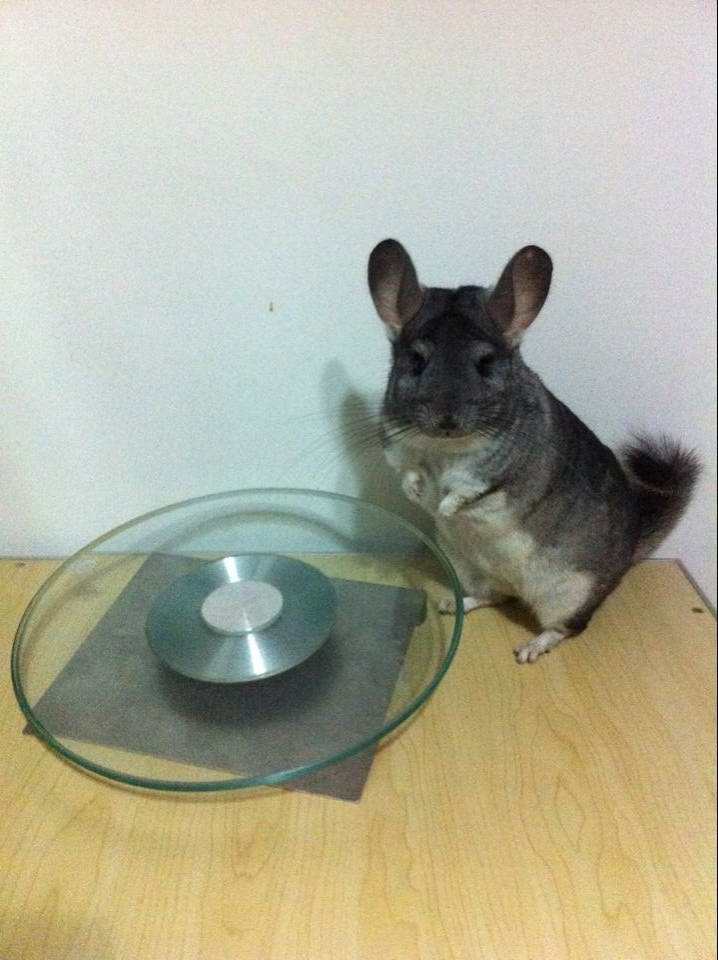 SNOW龙猫跑碟宠物炫彩跑盘跑轮跑步机强身健体运动锻炼经久耐用