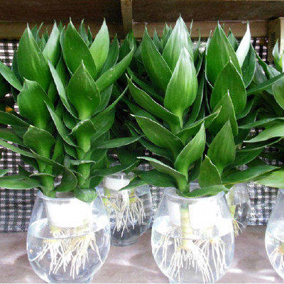 Guanyin Zhu Hydroponic plants indoor a living room Water to keep Dracaena sanderiana Clean air Potted plant flowers and plants Green plant to work in an officein the Flower delivery/Flowers simulation/Plants gardening , Flowers/Potted plants (New) , Plants  category - from Buy2taobao.com to provide professional Taobao agent buy service