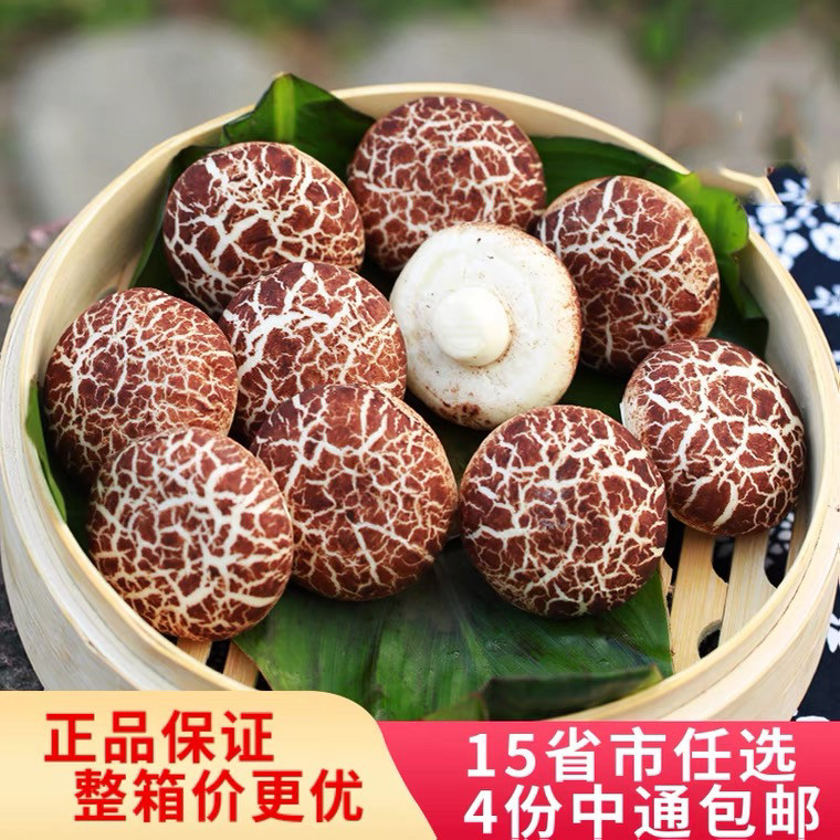 蘑菇烧肉包子 香菇造型儿童早餐面食特色餐厅酒店点心速冻半成品