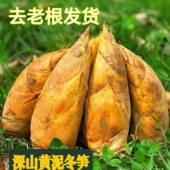 江西农家冬笋新鲜现挖现发冬笋今年当季 新货野生黄泥毛竹笋
