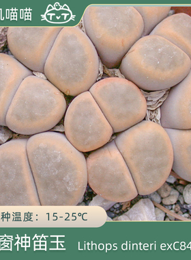 无纹无点/少点粉色神笛玉exC84种子多肉植物【叽叽喵喵多肉种子】