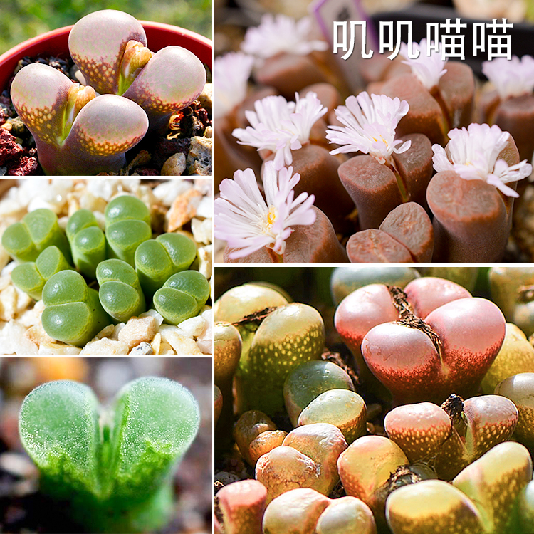 包邮彩色风铃玉混合红绿风铃蛋糕风铃奶瓶【叽叽喵喵多肉种子】