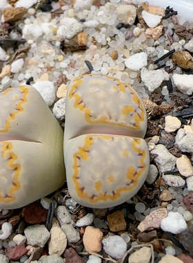 323号 金边C324带盆发 母本