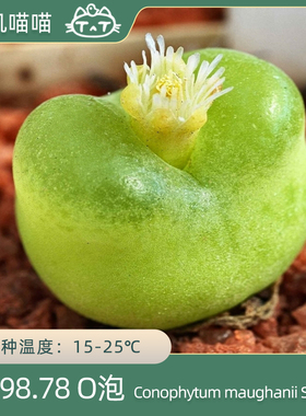 美国MESA1798.78O泡肉锥毛汉尼SB1495种子【叽叽喵喵多肉种子】