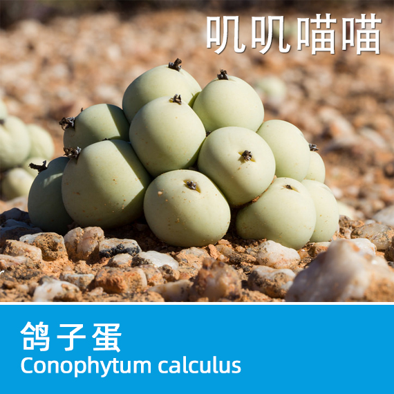 多肉种子阳台肉锥属鸽子蛋