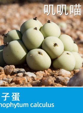 德国KK 肉锥属鸽子蛋翡翠玉 calculus【叽叽喵喵多肉种子】